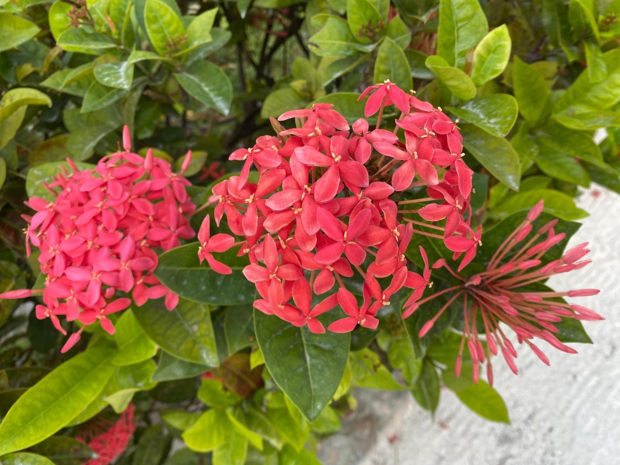 St. George'S Caye Resort Belize City Kültér fotó